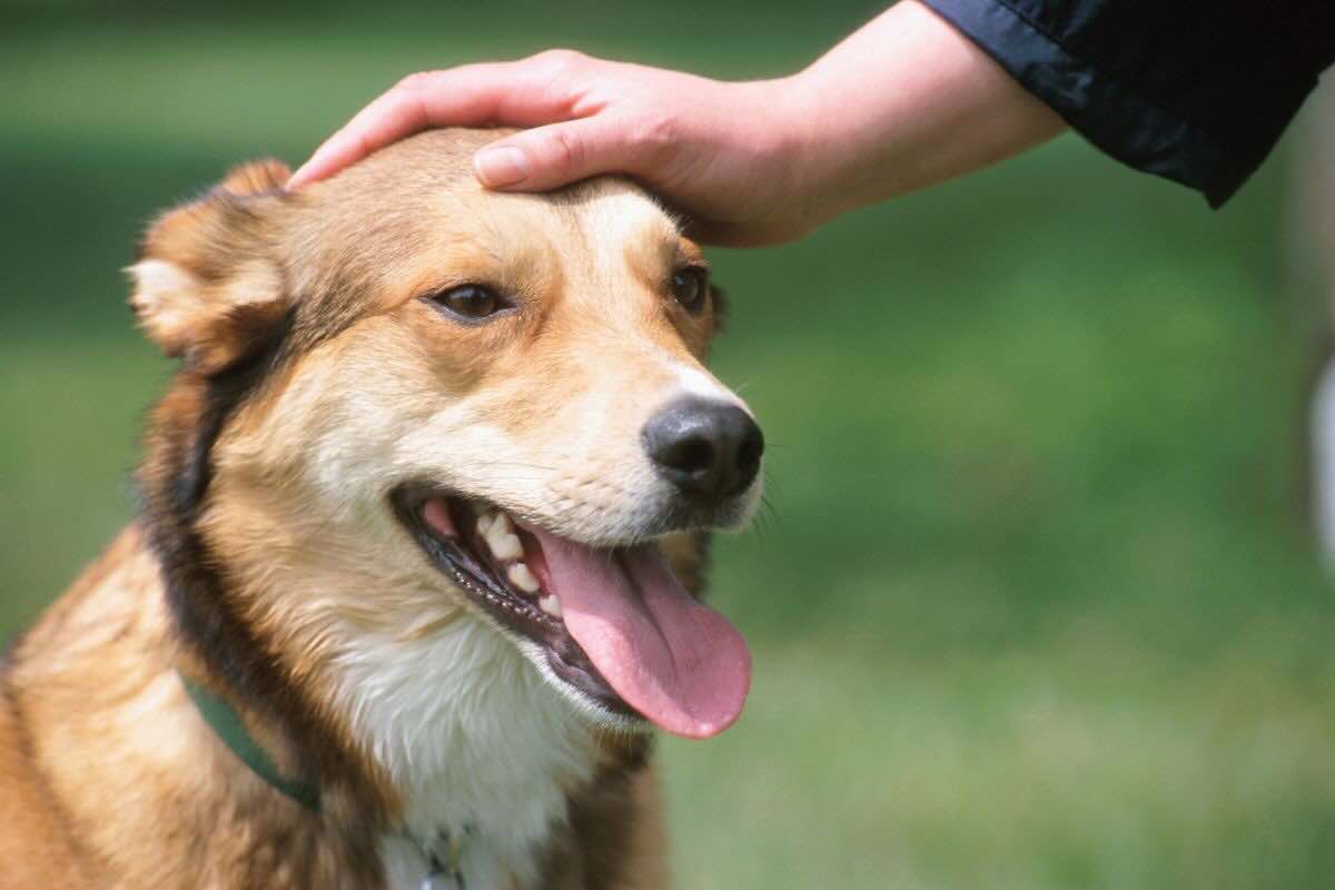 Mano sul capo del cane